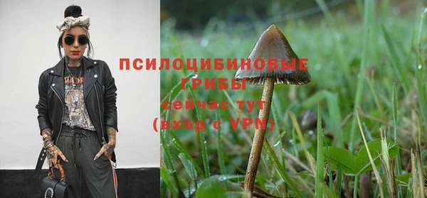 сатива Горняк